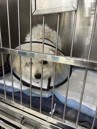 麻醉术前检查的重要性