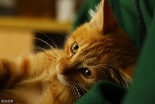 宠物猫用品怎么买好