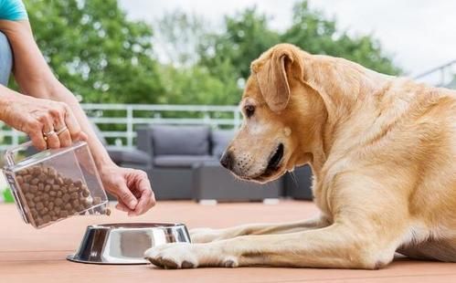 给宠物狗做食物怎么做好吃