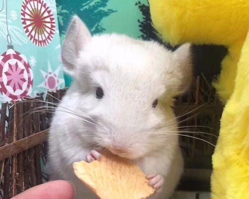 粉白龙猫的饲养指南（了解粉白龙猫的生活习性和饲养技巧）