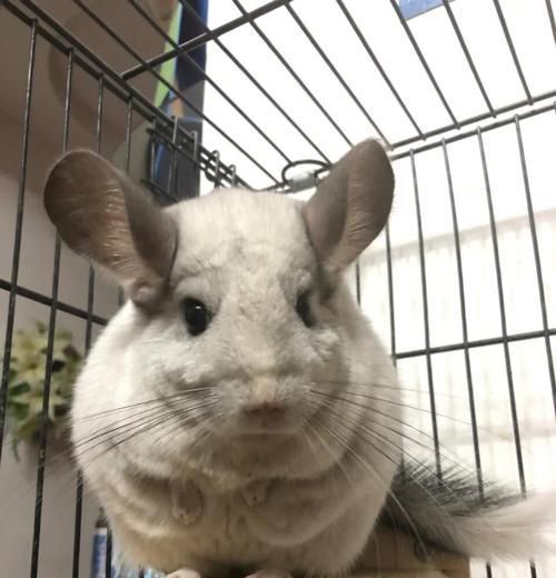 粉白龙猫的饲养指南（了解粉白龙猫的生活习性和饲养技巧）