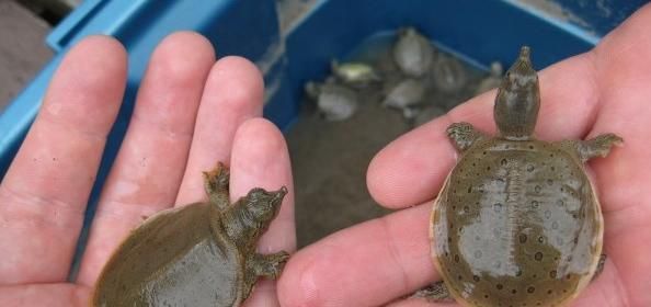 中华鳖饲养指南（如何成为一位优秀的中华鳖饲养者？）