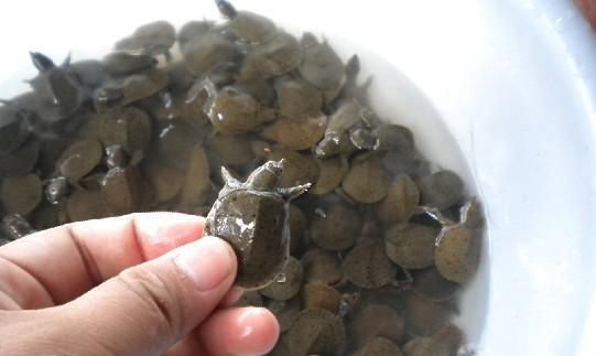 中华鳖饲养指南（如何成为一位优秀的中华鳖饲养者？）