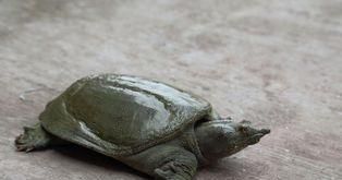 中华鳖饲养指南（如何成为一位优秀的中华鳖饲养者？）