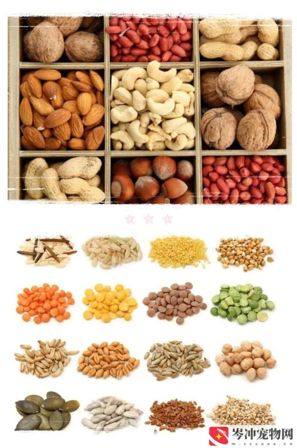 仓鼠不爱吃饭怎么办？仓鼠吃什么食物最好养？