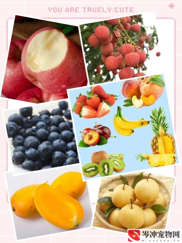 仓鼠不爱吃饭怎么办？仓鼠吃什么食物最好养？