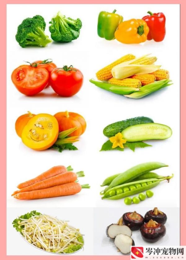 仓鼠不爱吃饭怎么办？仓鼠吃什么食物最好养？