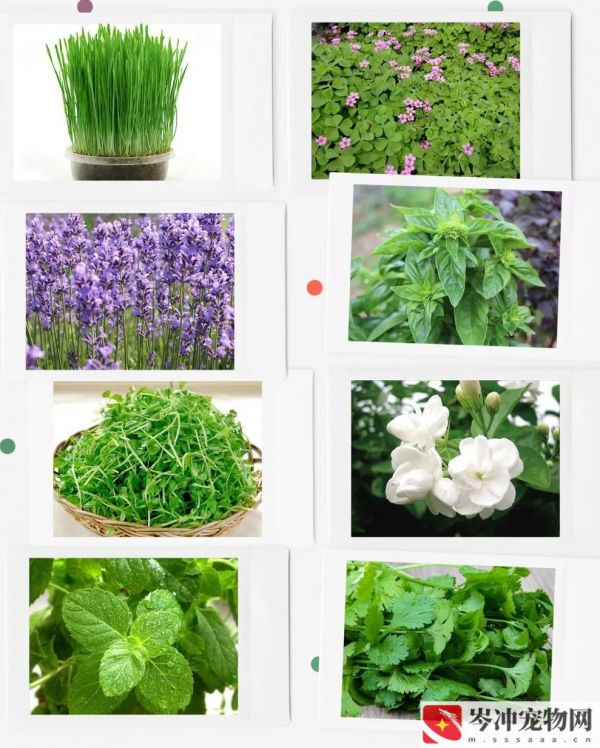 仓鼠不爱吃饭怎么办？仓鼠吃什么食物最好养？