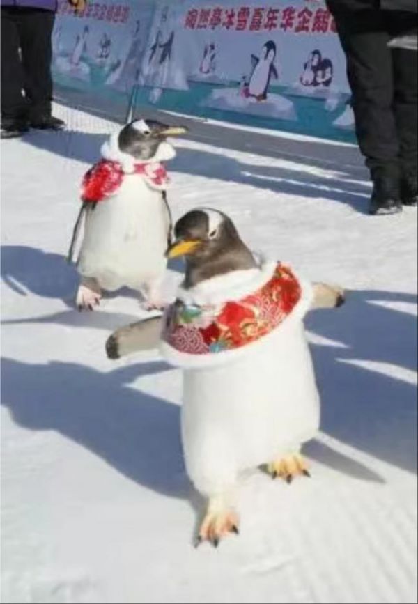 陶然亭冰雪嘉年华来了“南极客”，与它们接触安全吗？记者问清楚了