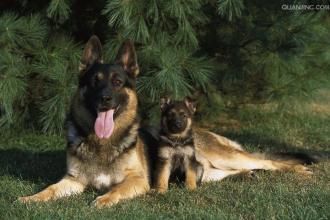 母狗孕期注意营养，定期检查，幼崽健康无忧。