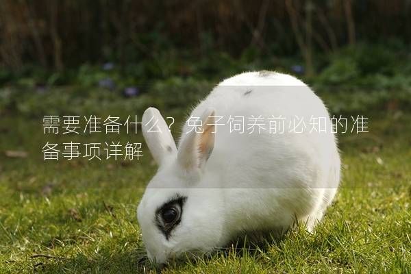 需要准备什么?兔子饲养前必知的准备事项详解