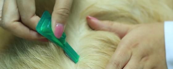 小狗驱虫没有反应怎么办（探究小狗驱虫失败原因）