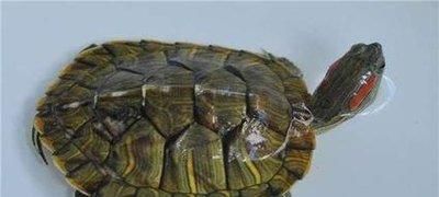 越冬后的宠物龟怎么消毒？越冬后的宠物龟如何进食？