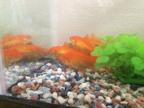 金鱼产卵前后有哪些特别的宠物护理要注意？