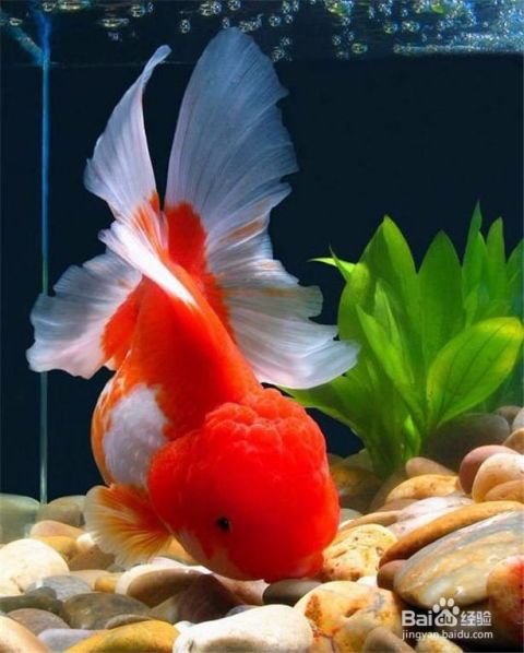 金鱼并鳍现象详解：宠物护理必备知识