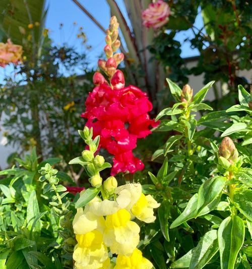 金鱼草如何养护才能促进多开花？