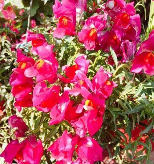 金鱼草如何养护才能促进多开花？