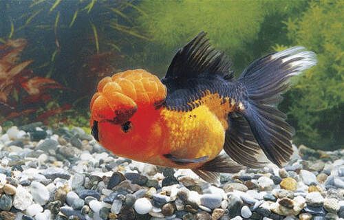 养好金鱼的技巧 - 瀛子 - 瀛の小笺