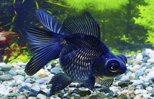 养好金鱼的技巧 - 瀛子 - 瀛の小笺