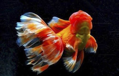 养好金鱼的技巧 - 瀛子 - 瀛の小笺