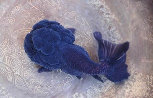 养好金鱼的技巧 - 瀛子 - 瀛の小笺