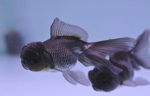 养好金鱼的技巧 - 瀛子 - 瀛の小笺