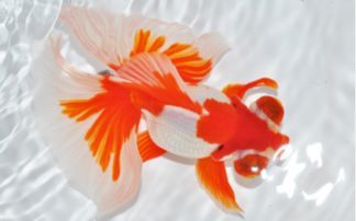 养鱼达人分享：鱼食选择与观赏鱼种类科普