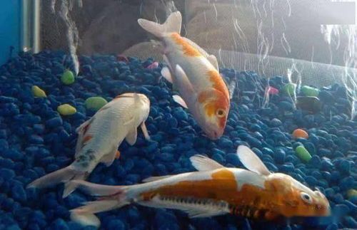 养鱼达人分享：鱼食选择与观赏鱼种类科普
