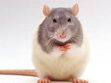 花枝鼠与普通老鼠有何不同之处？