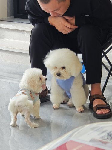 小狗绝育后第二天就拆家，这家宠物医院也太会了