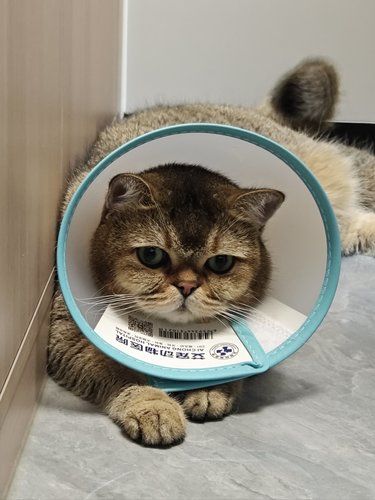 拒绝看病刺客！急性肠胃炎找艾宠！