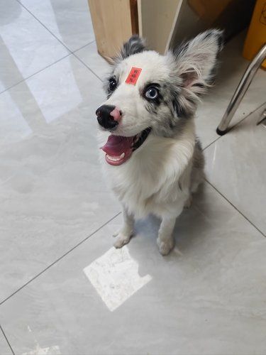 国庆带娃旅行？家里毛孩子怎么办？