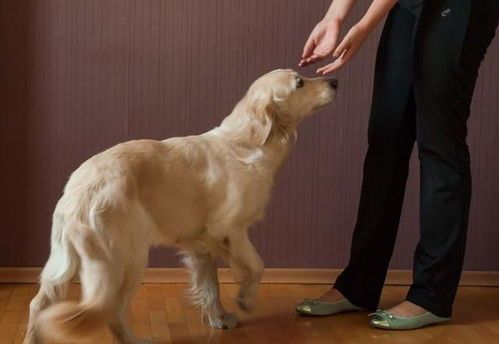 调整饮食结构，如何让宠物狗恢复食欲？
