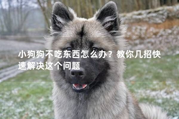 小狗狗不吃东西怎么办？教你几招快速解决这个问题