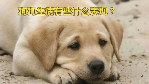 狗狗为什么总是容易生病呢？
