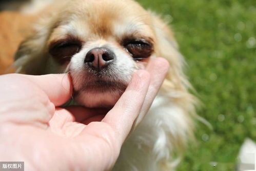 狗狗为什么总是容易生病呢？