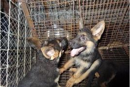 处理三个月幼犬软便，注意饮食调整。