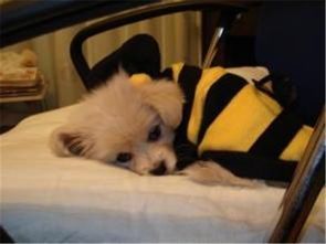 养宠物狗患病怎么办啊