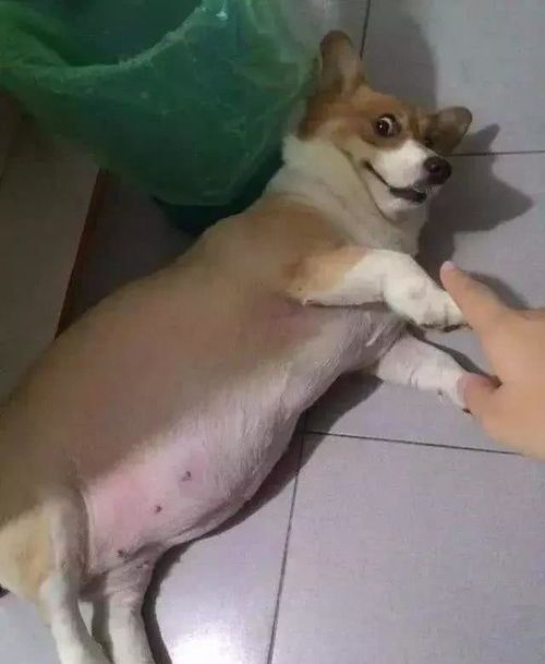 宠物狗怎么养不会生病呢