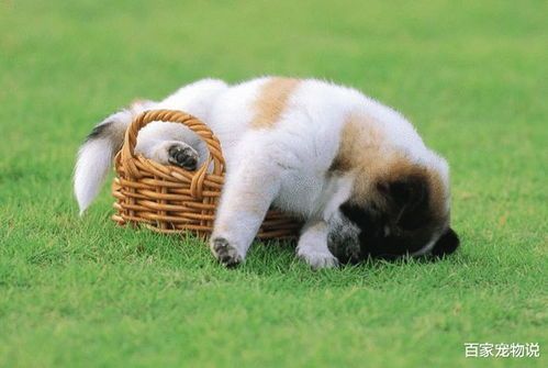 宠物狗更容易生病怎么办