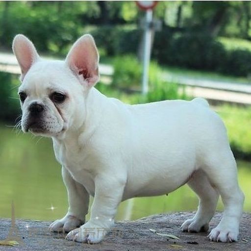 法斗进食冬瓜泥场景