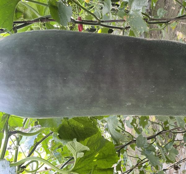 家庭自制宠物辅食流程图