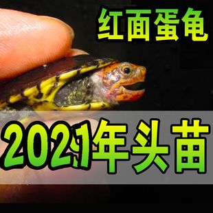 红面蛋龟MQ红面蛋龟红面龟