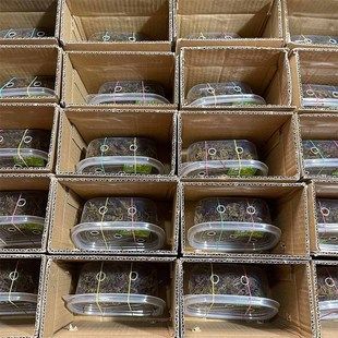 观赏龟养殖场直发一方好水出好龟