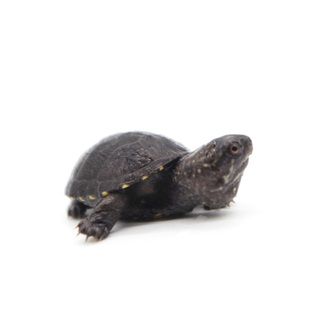 八戒姐姐头盔龟苗活物蛋龟乌龟深水龟泥龟外塘观赏龟宠物龟活体