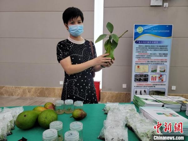 海口，工作人员展示海南种植的油梨。　王晓斌 摄