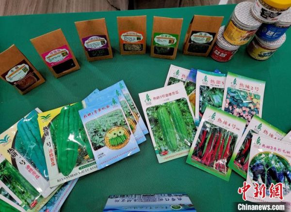 海口，热科院展示的冬季瓜菜新品种。　王晓斌 摄