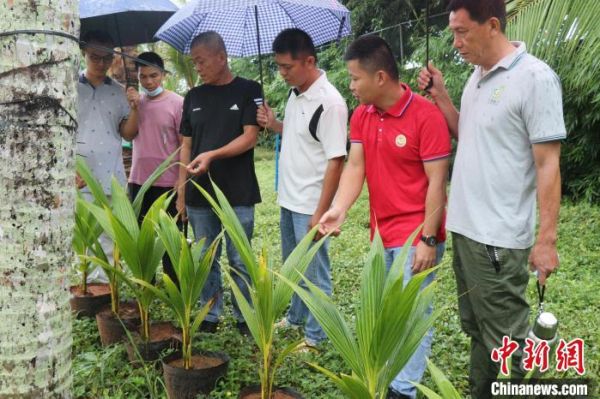 海南文昌，专家向农户介绍“文椰”系列种苗。　谢翔供图