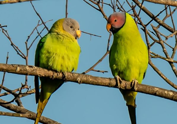 科普小知识：花头鹦鹉品种介绍
