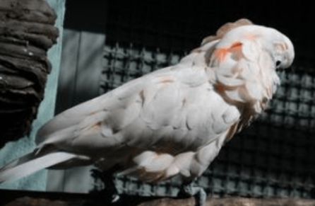 摩鹿加凤头鹦鹉叫声怎么样？好听吗？